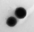 TEM of nanocrystalline material synthesized in the Novel Materials Laboratory