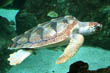 loggerhead turtle (Caretta caretta)