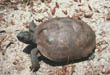 gopher tortoise (Gopherus polyphemus)