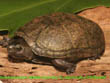 striped mud turtle (Kinosternon baurii)