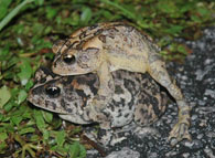 amplexus toad