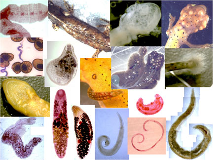 parasite collage